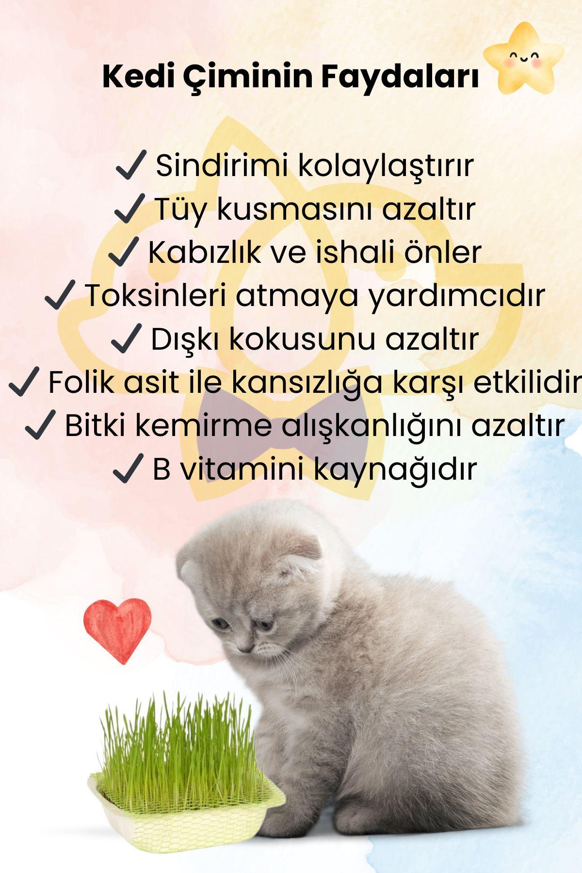 Evcil Hayvanların Duvar Kağıdına Verdiği Zararlar Nasıl Önlenir?